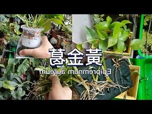 黃金葛 修剪